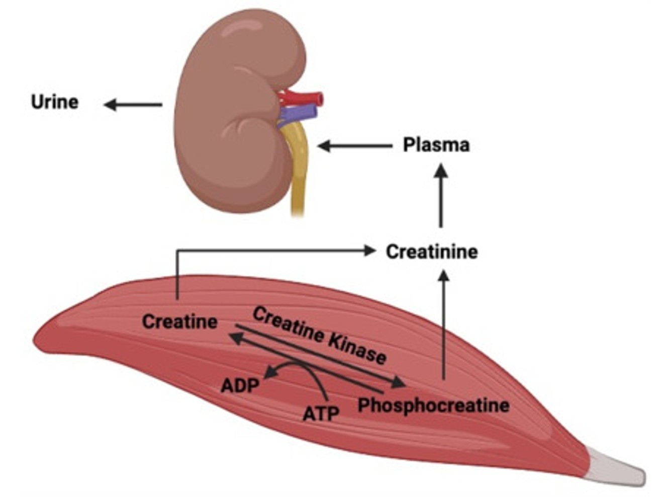 Schema of creatine catabolism