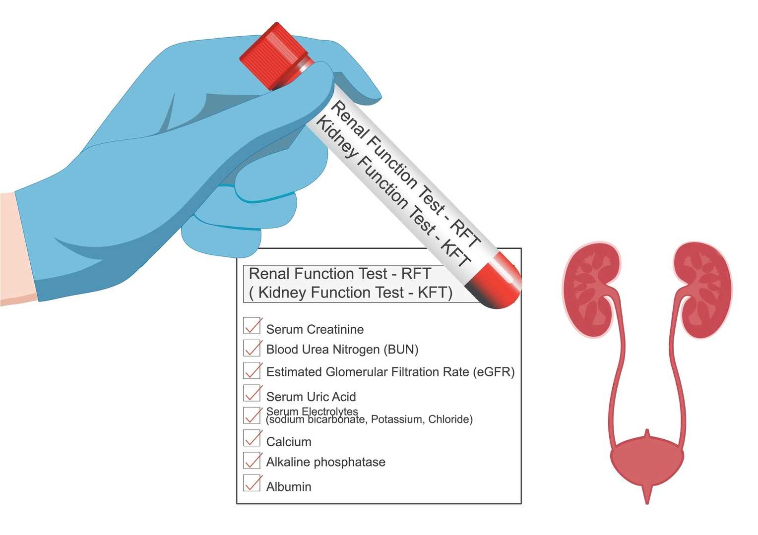 Renal function diagnostic enzymes