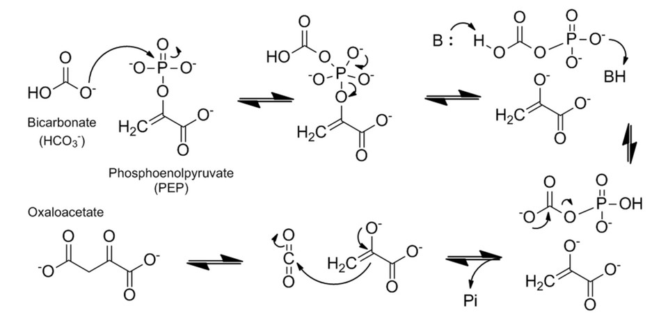 The Phosphoenolpyruvate (PEP) carboxylase enzymatic mechanism