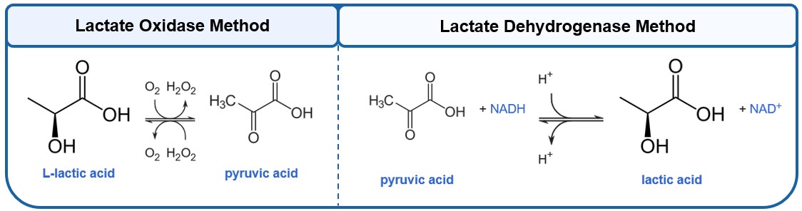Lactate testing using lactate oxidase and lactate dehydrogenase methods