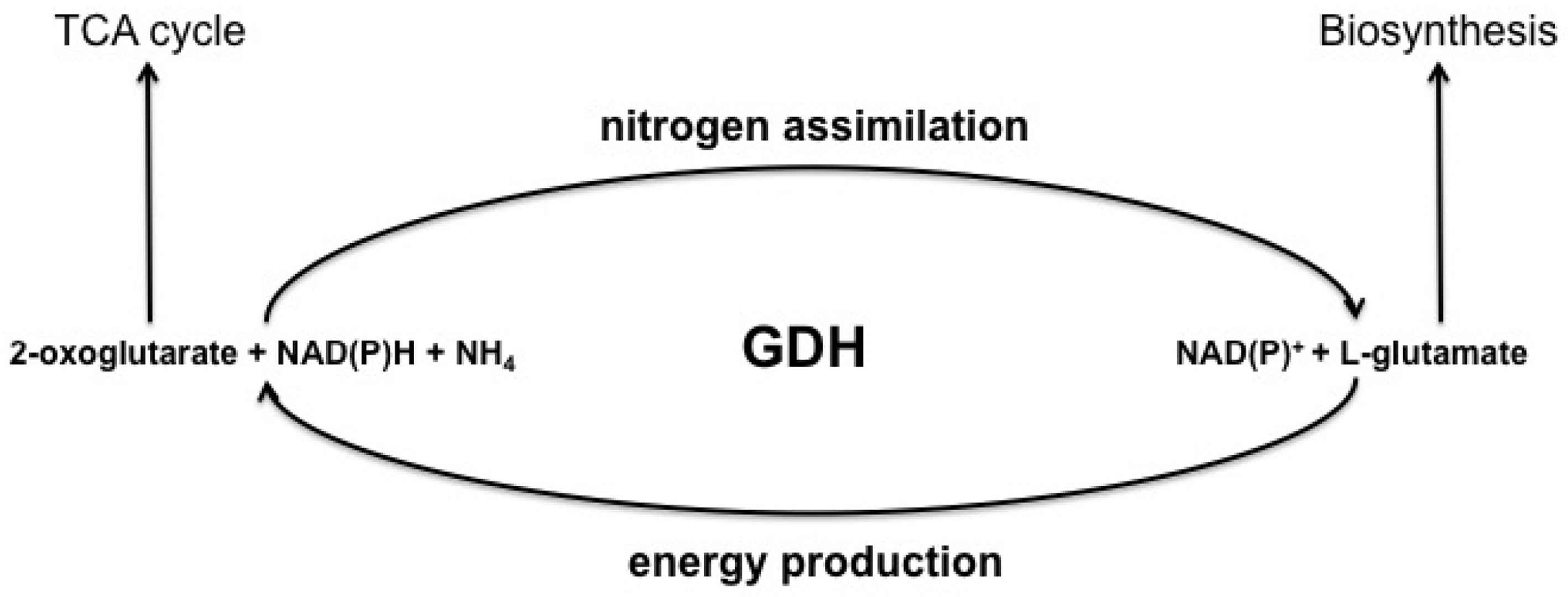 Schematic presentation of the reactions catalyzed by glutamate dehydrogenase