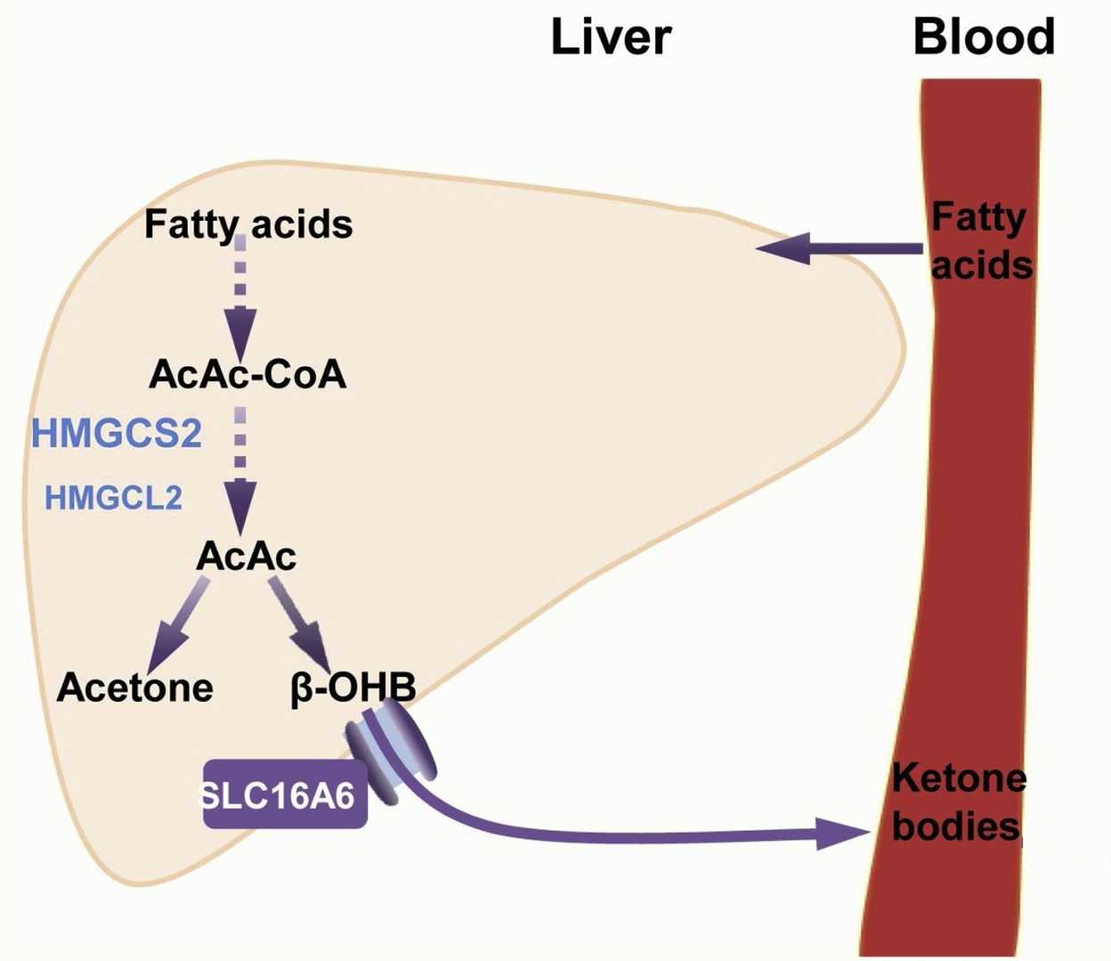 Outline of ketone bodies production