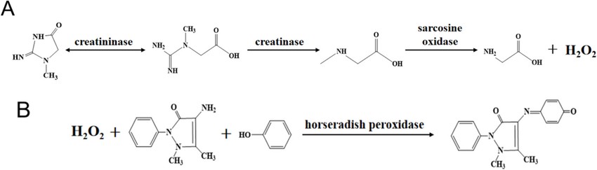 Creatinine assay enzymes and kits