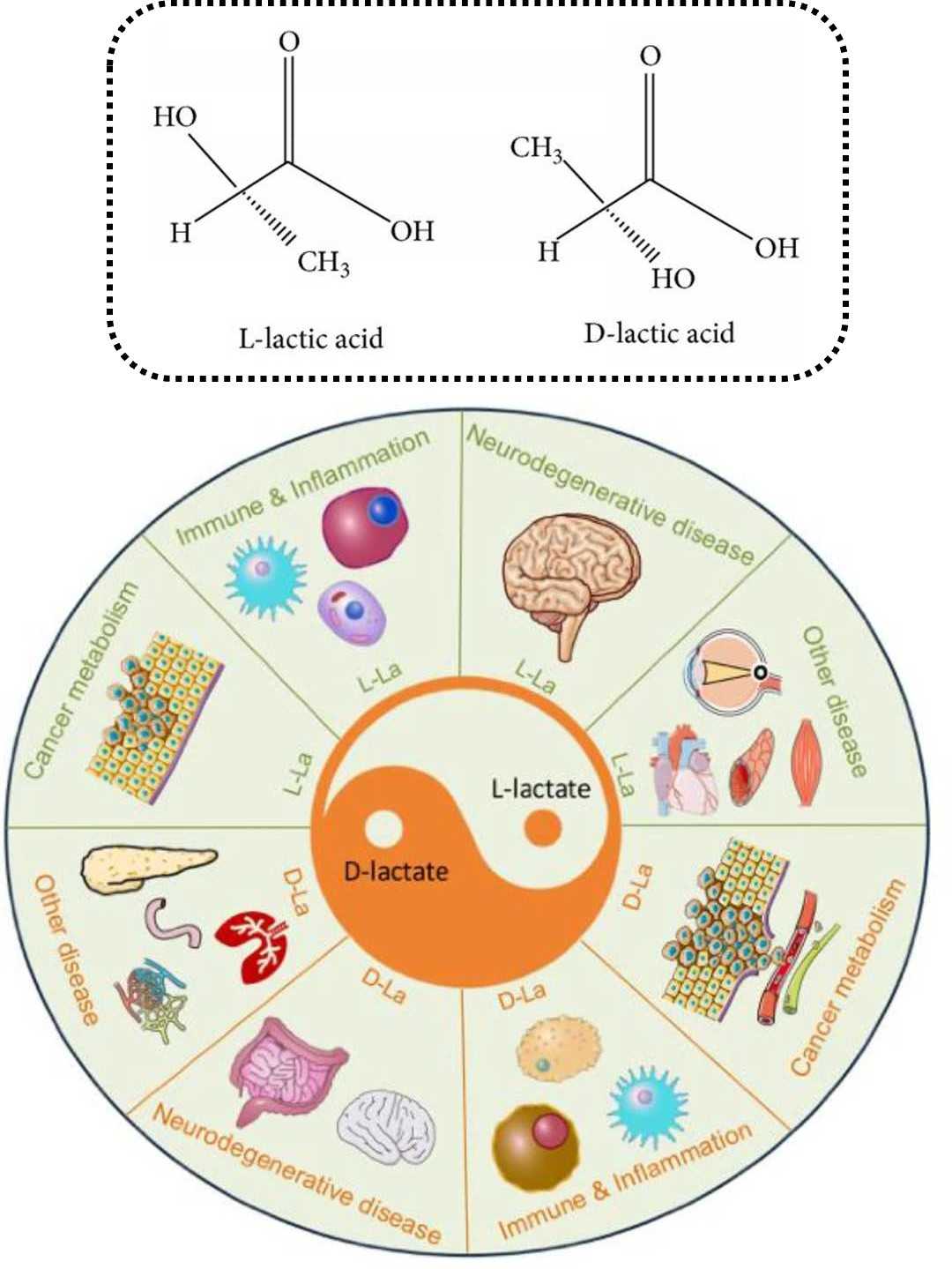 Lactate assay enzymes, analytical reagents, and diagnostic kits