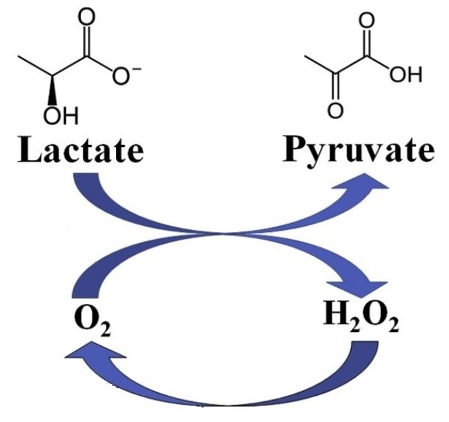 Enzymatic reaction of crosslinked lactate oxidase