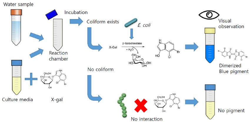 Amylase activity assay using a chromogenic maltooligosaccharide substrate and auxiliary enzymes