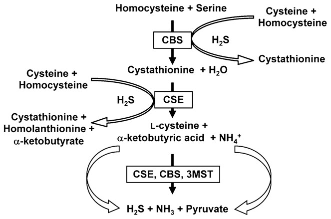 Homocysteine metabolism