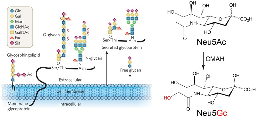 Sialic acid assay enzymes and kits