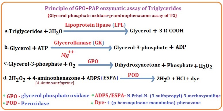 Principle of GPO-PAP enzymatic assay of triglycerides