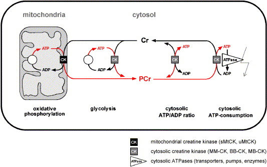 Mitochondrial creatine kinase in human health and disease