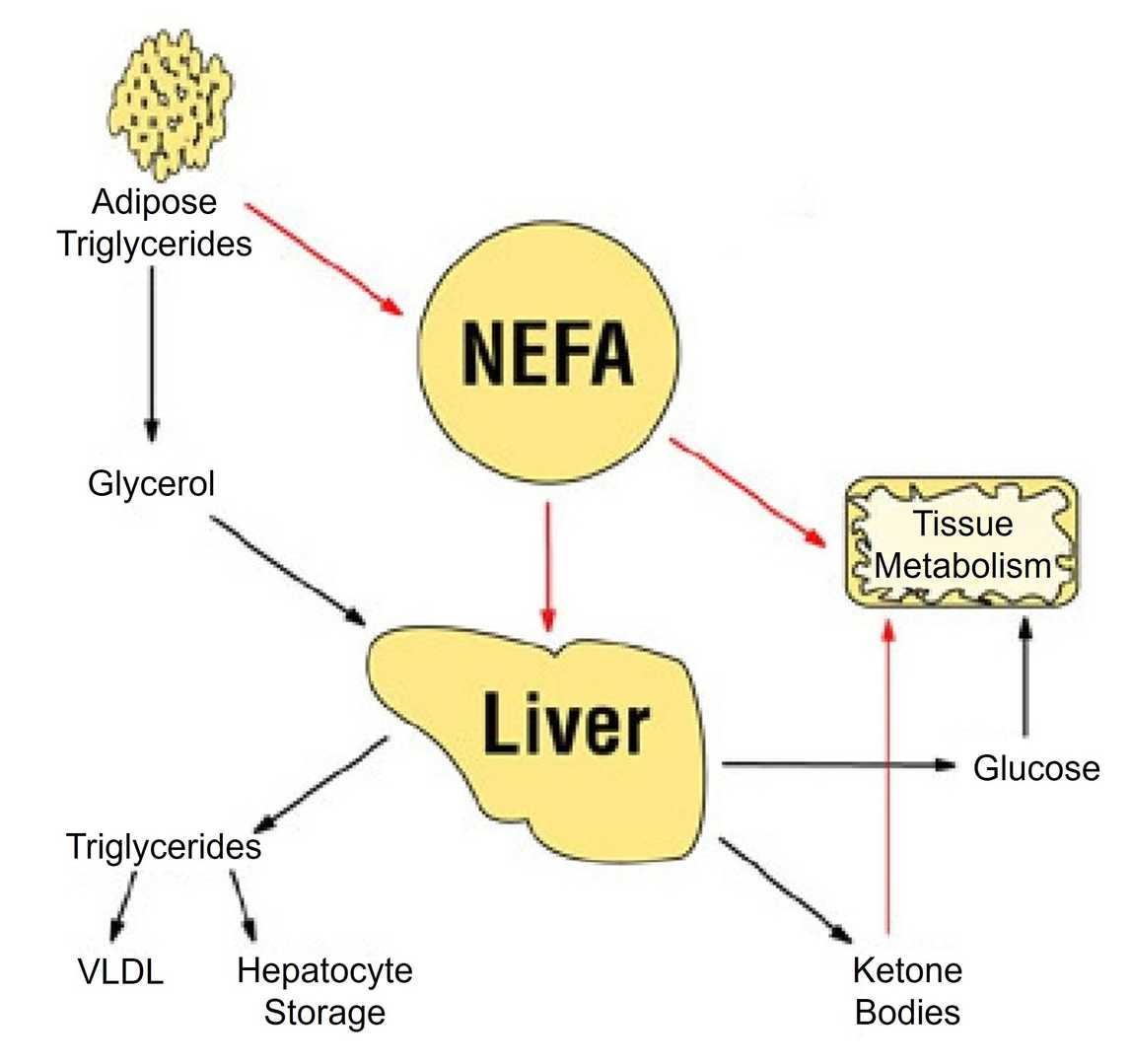 Major metabolic diseases affecting cows in transition period