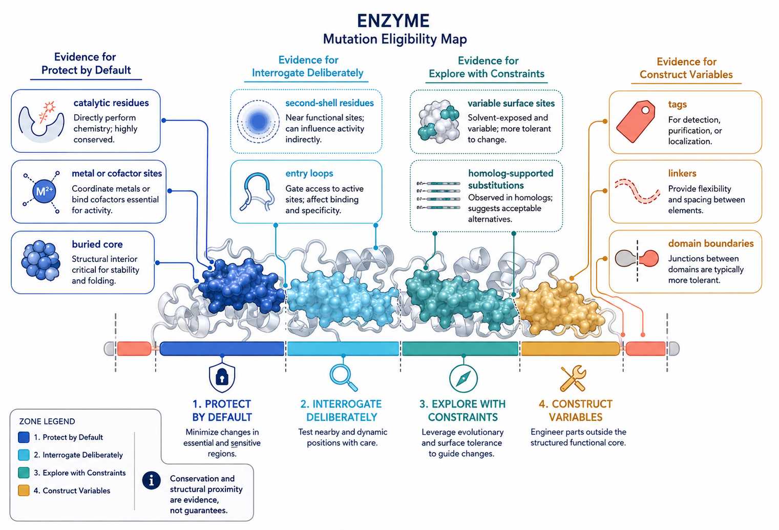 Mutation eligibility map for AI-guided diagnostic enzyme variant design