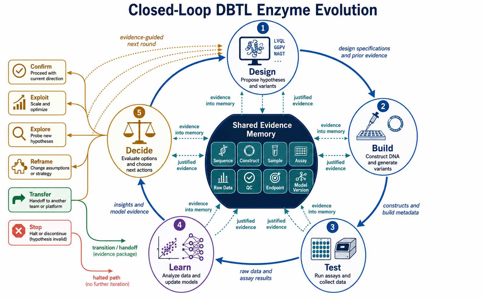 Closed-loop Design-Build-Test-Learn enzyme evolution control system with shared evidence memory and round-end decisions