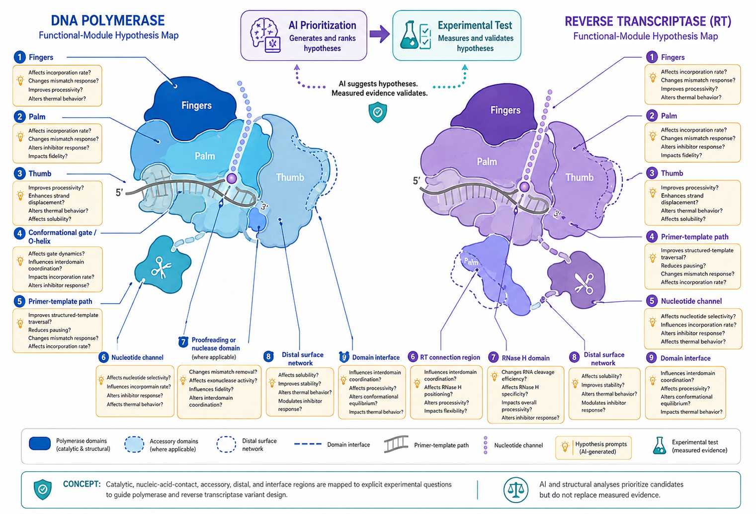 Functional module hypothesis map for polymerase and reverse transcriptase variant design