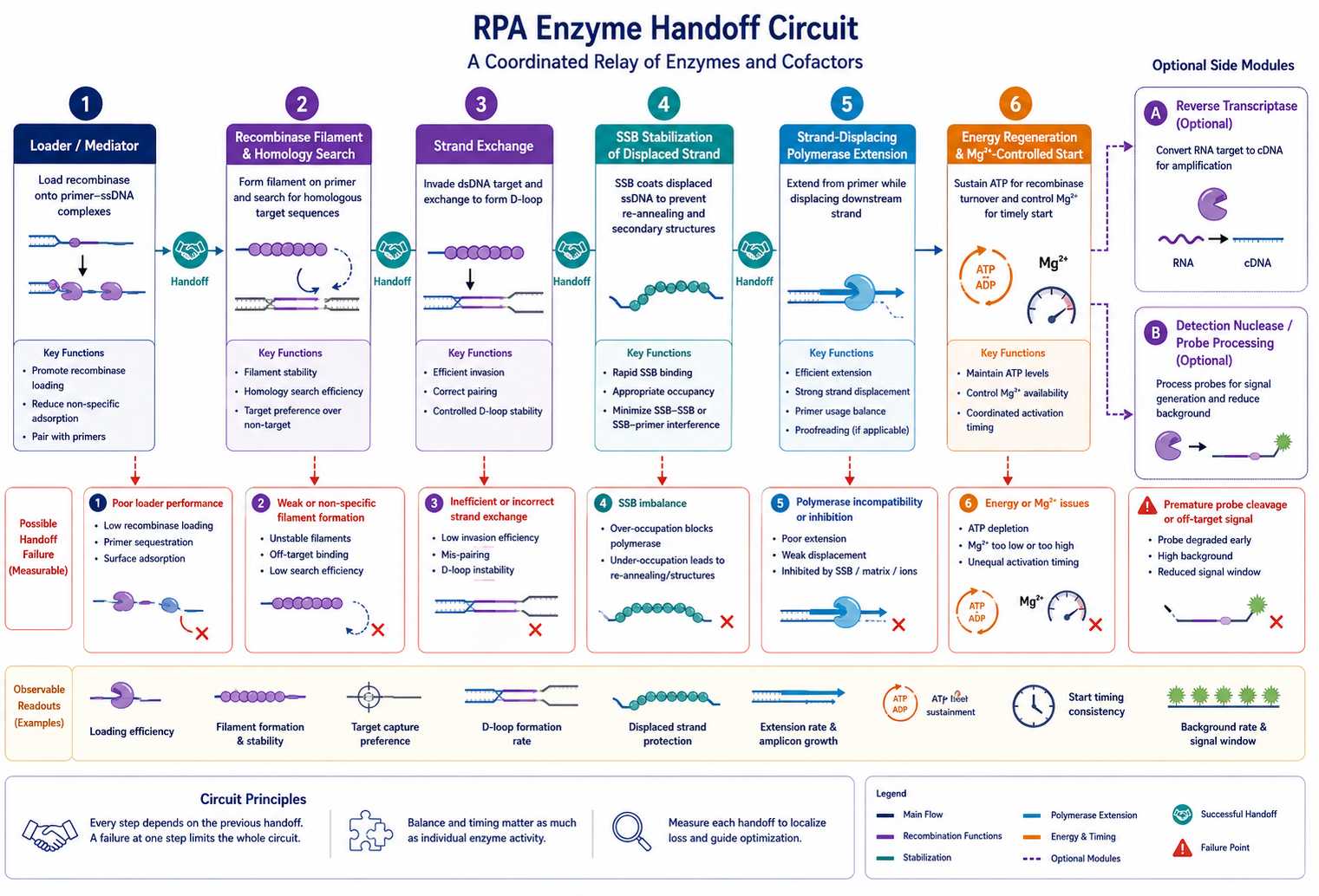 RPA enzyme handoff circuit with recombinase loader SSB polymerase and energy regeneration