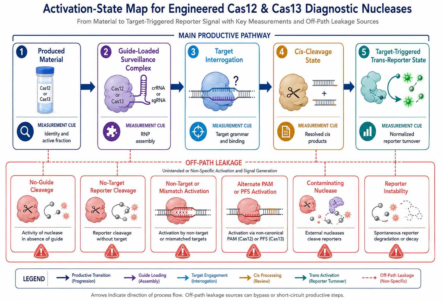 Activation-state map for engineered Cas12 and Cas13 diagnostic nucleases