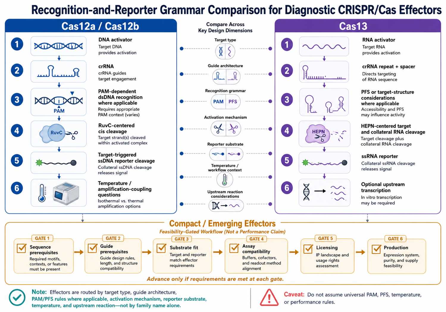 Recognition and reporter grammar for Cas12 and Cas13 diagnostic enzyme engineering
