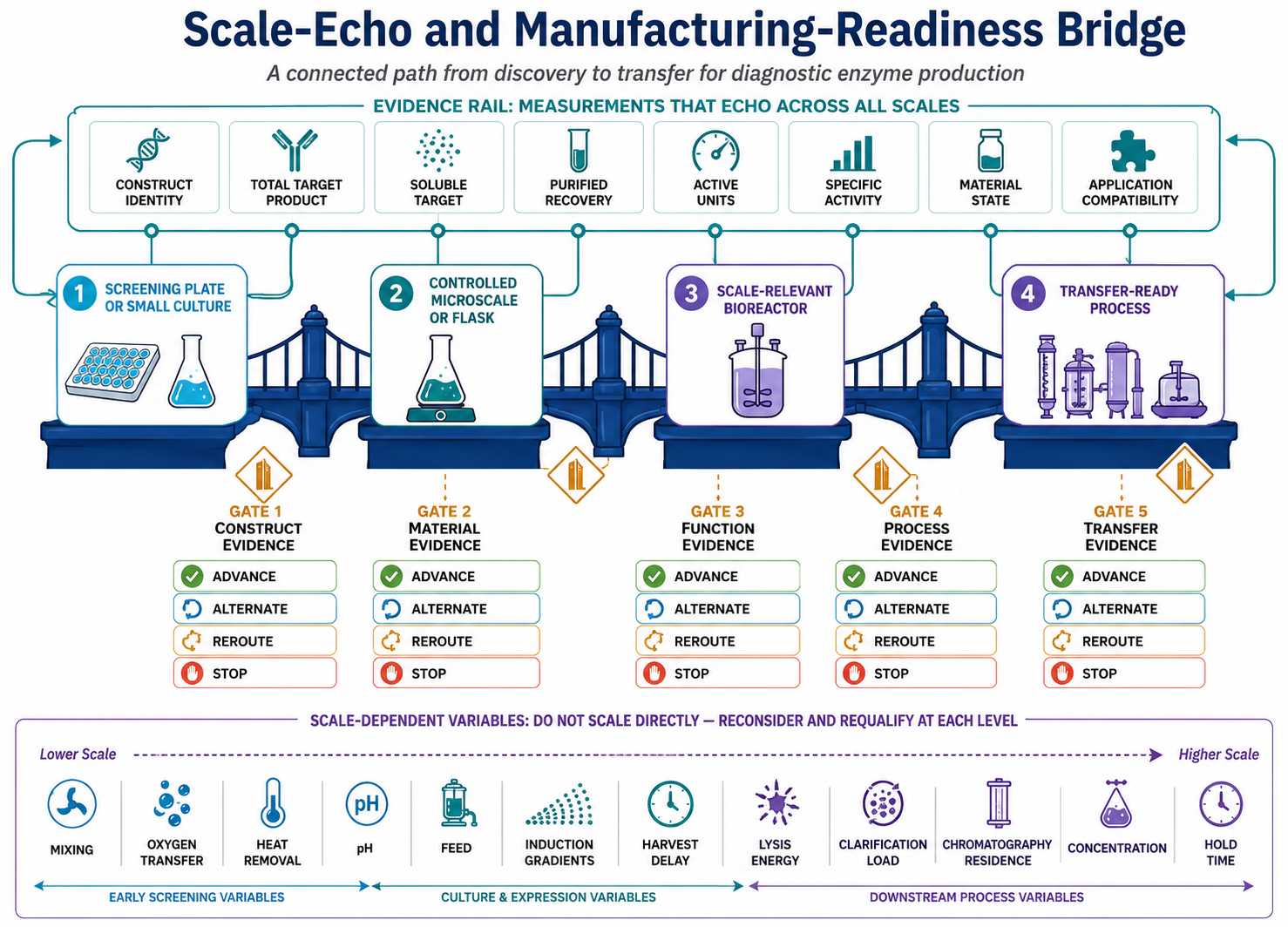 Scale echo and manufacturing readiness bridge for diagnostic enzyme production