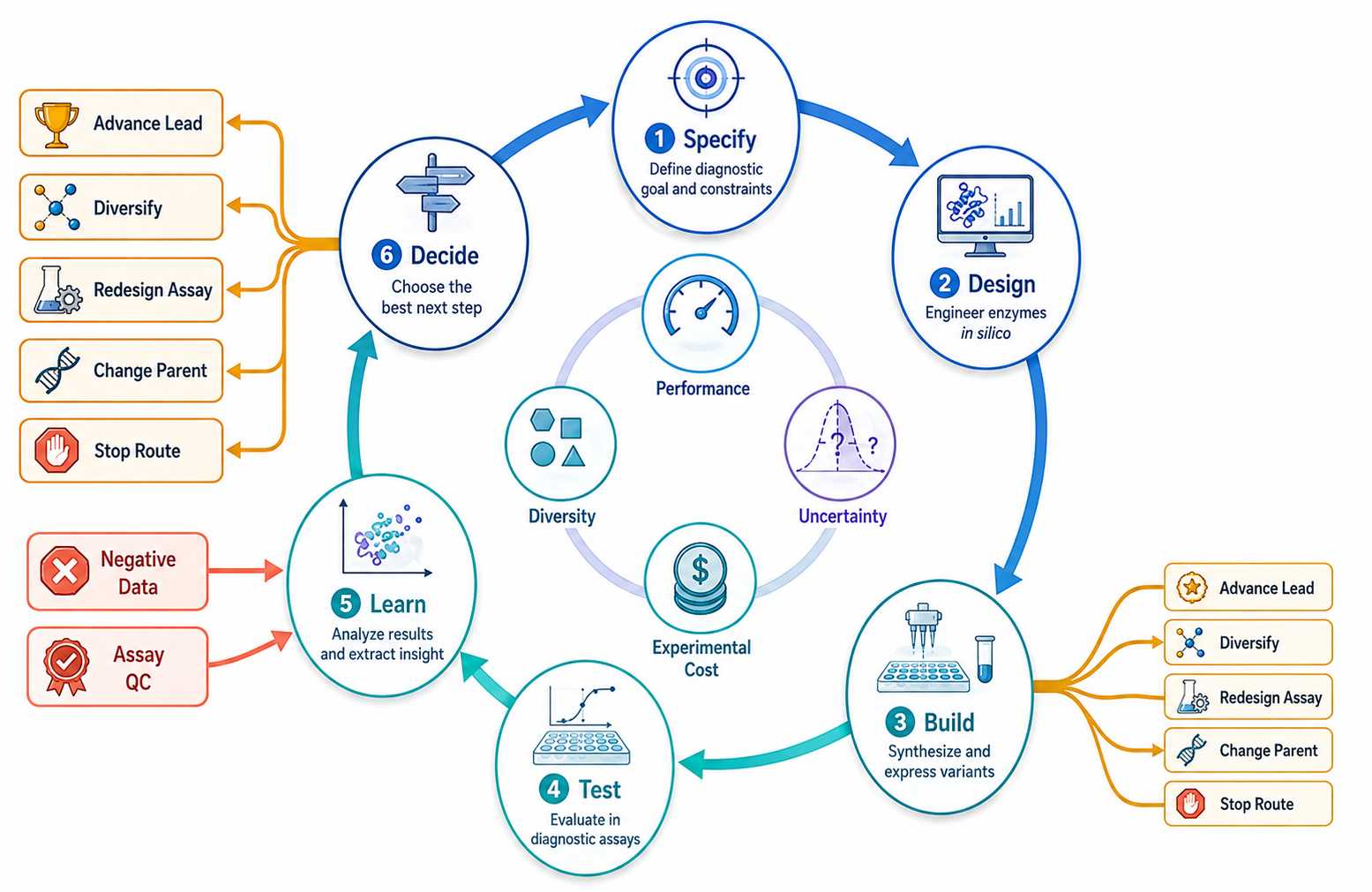 Uncertainty-aware Design-Build-Test-Learn loop for diagnostic enzyme engineering