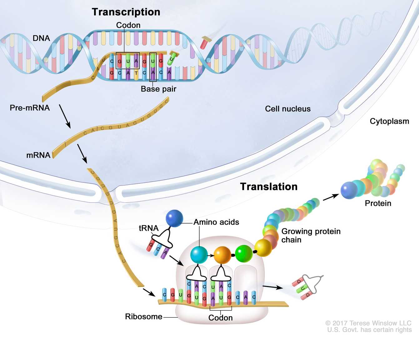 Protein transcription and translation process