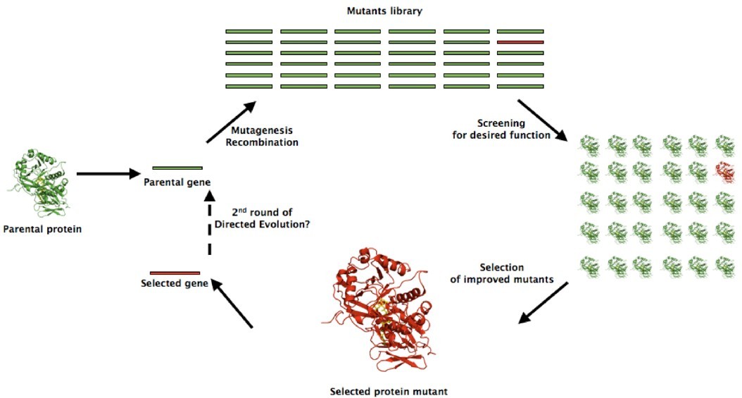 Directed evolution and mutant library screening for diagnostic enzymes