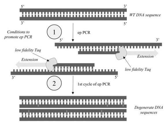 Error-prone PCR, Jimenez-Rosales and Flores-Merino, 2018