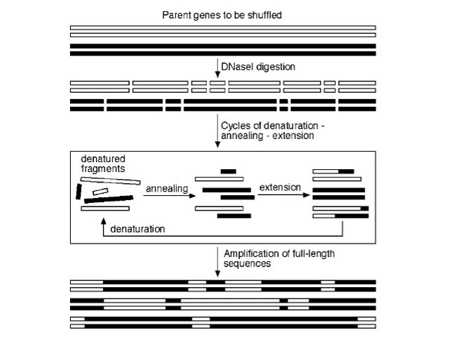 DNA shuffling. Joern, 2003