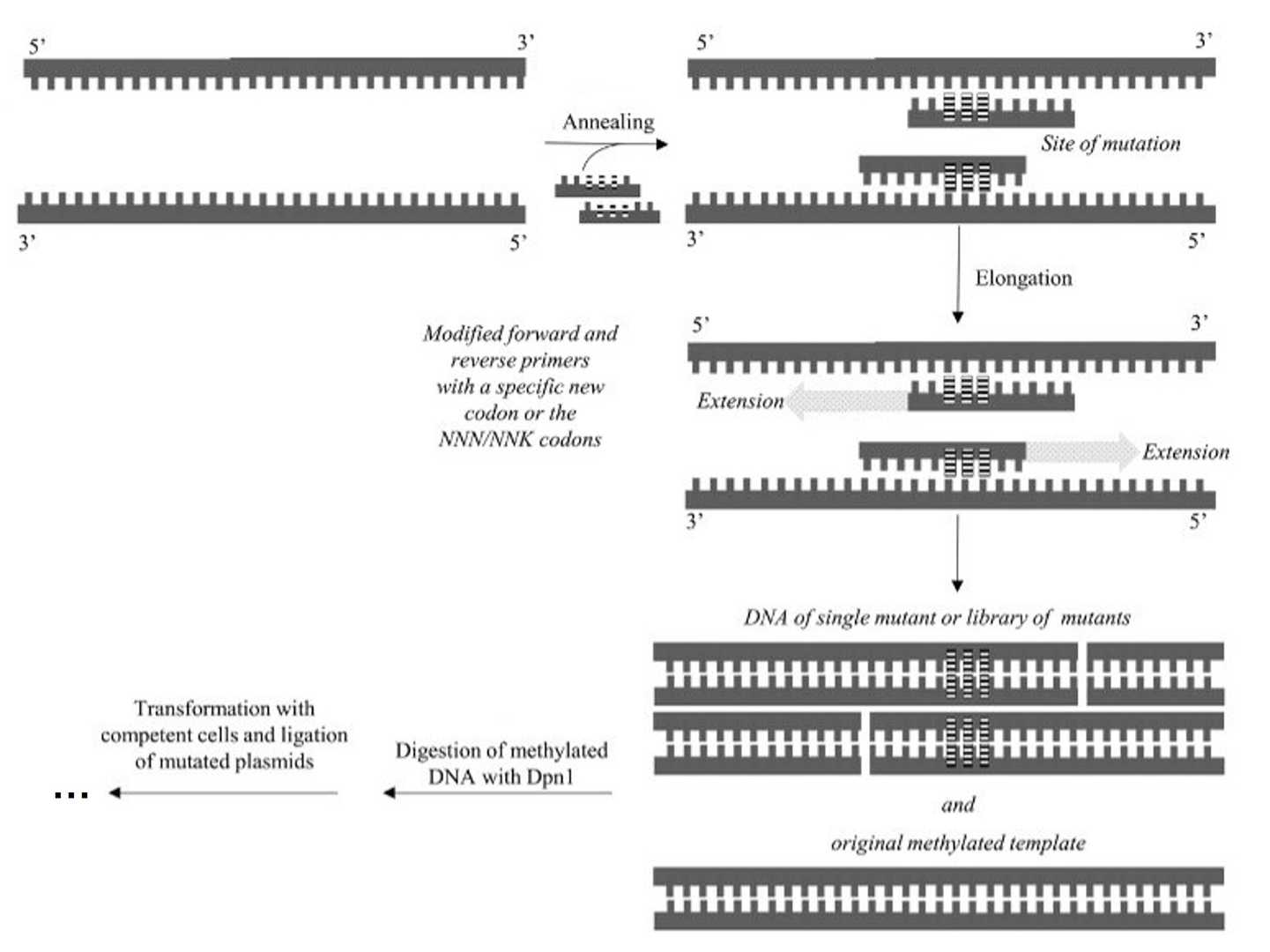 Site-directed libraries, Jimenez-Rosales and Flores-Merino, 2018