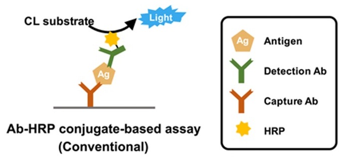 HRP conjugation service for immunoassays
