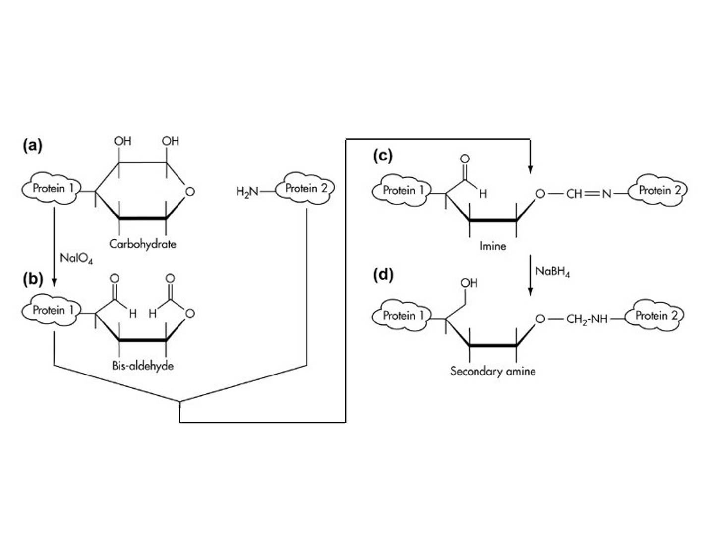 HRP conjugation by periodate oxidation method
