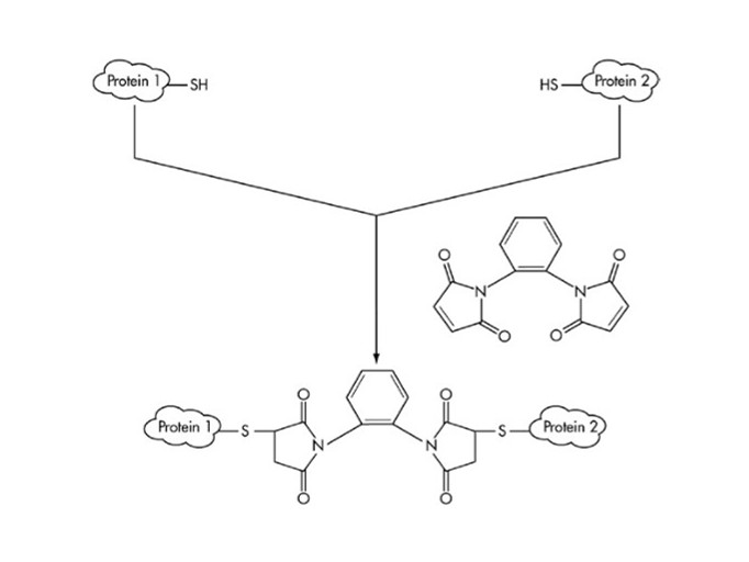 HRP conjugation by maleimide coupling