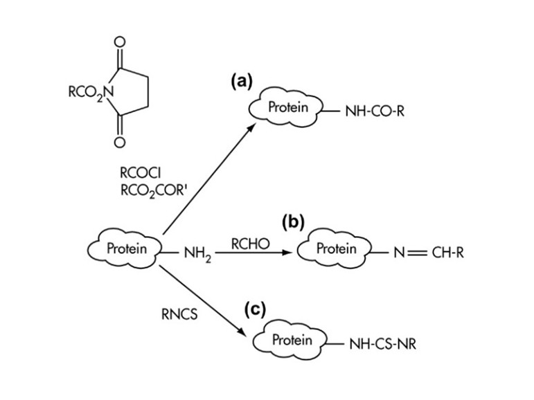 HRP conjugation by amine coupling chemistry