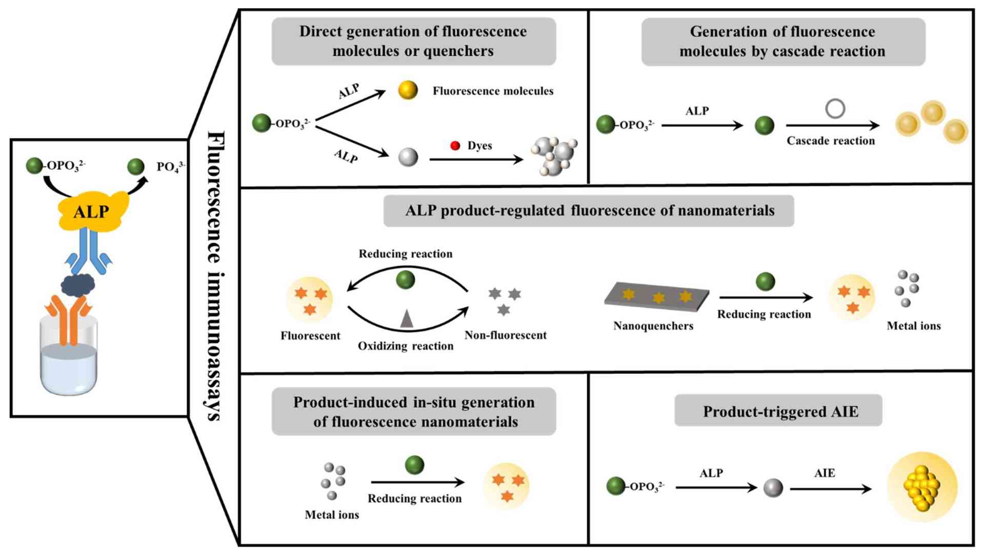 Alkaline phosphatase conjugation service for immunoassays