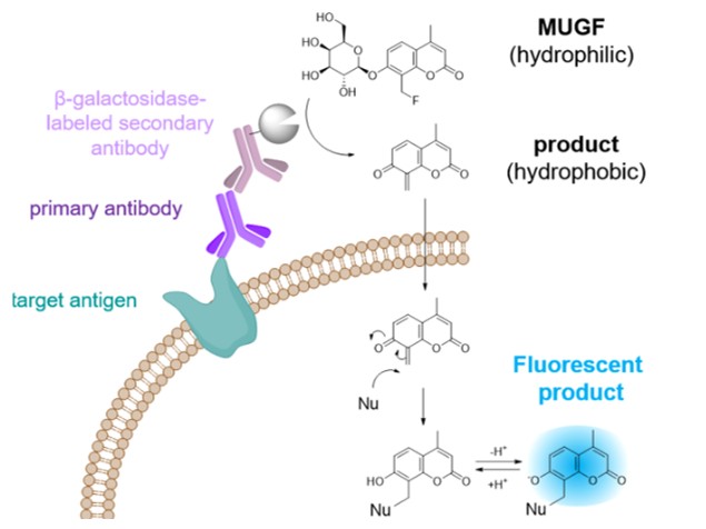 &beta;-galactosidase labeling