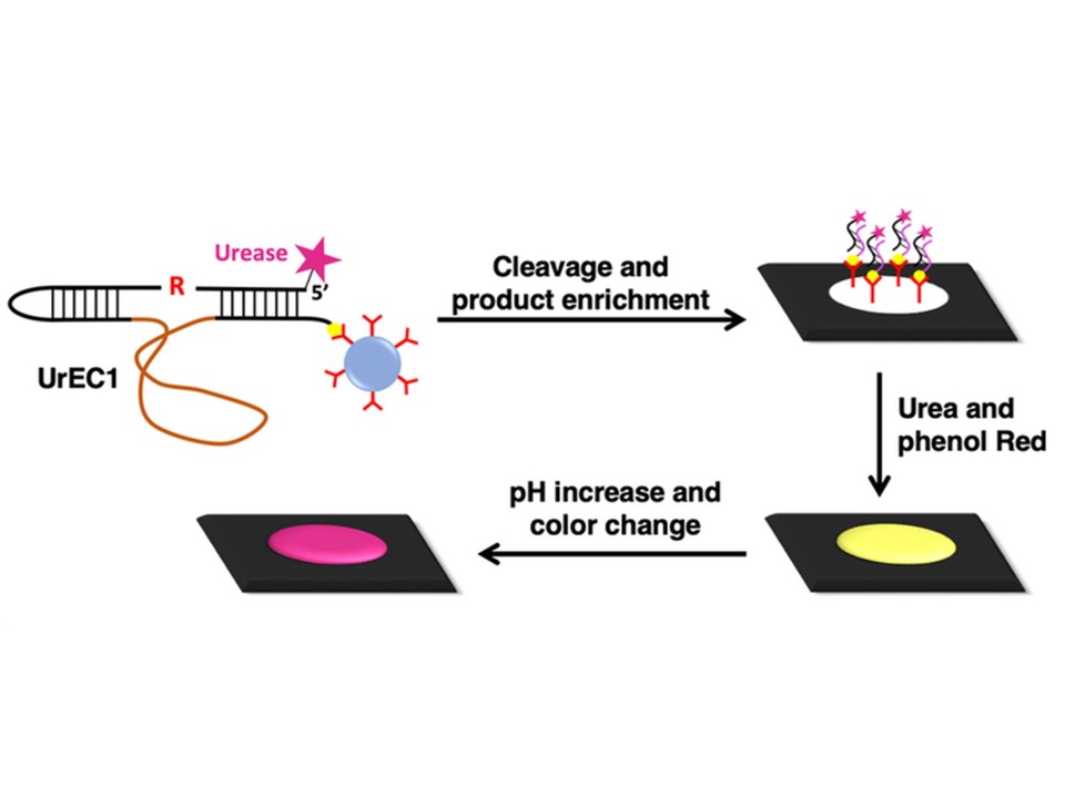 Urease labeling