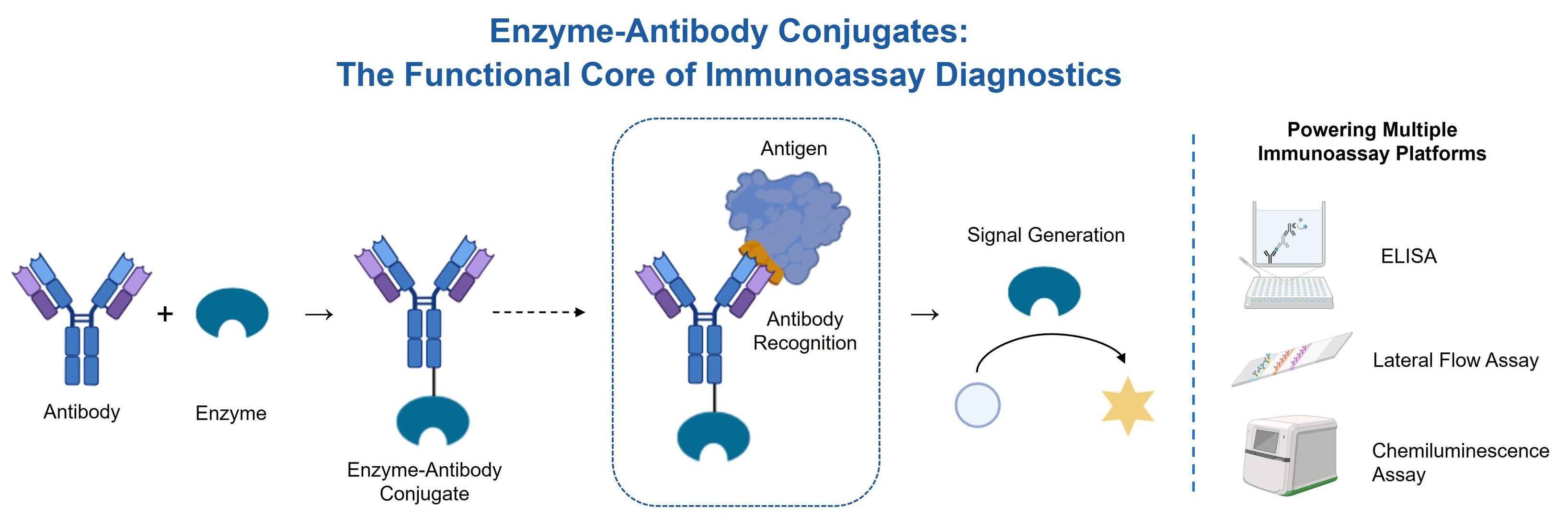 Enzyme-antibody conjugate development and optimization service