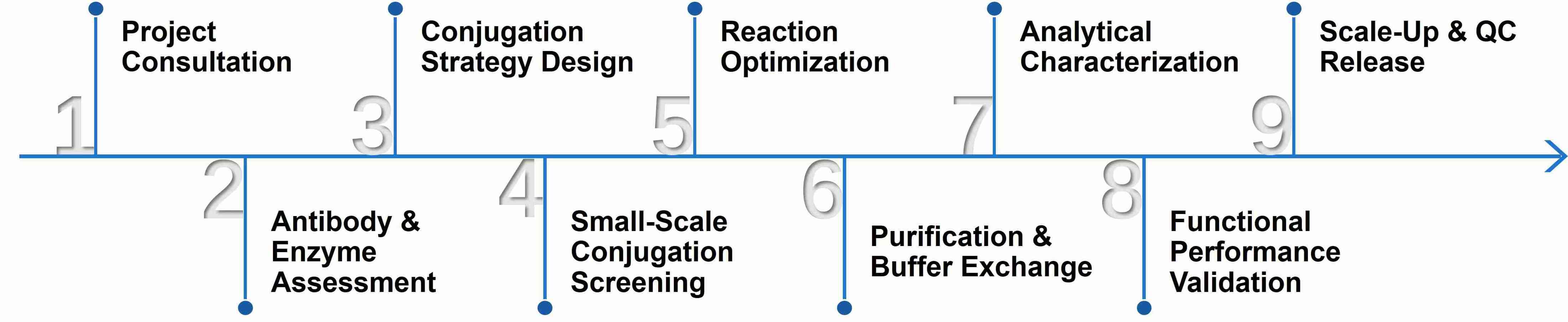 Enzyme-antibody conjugate development and optimization service