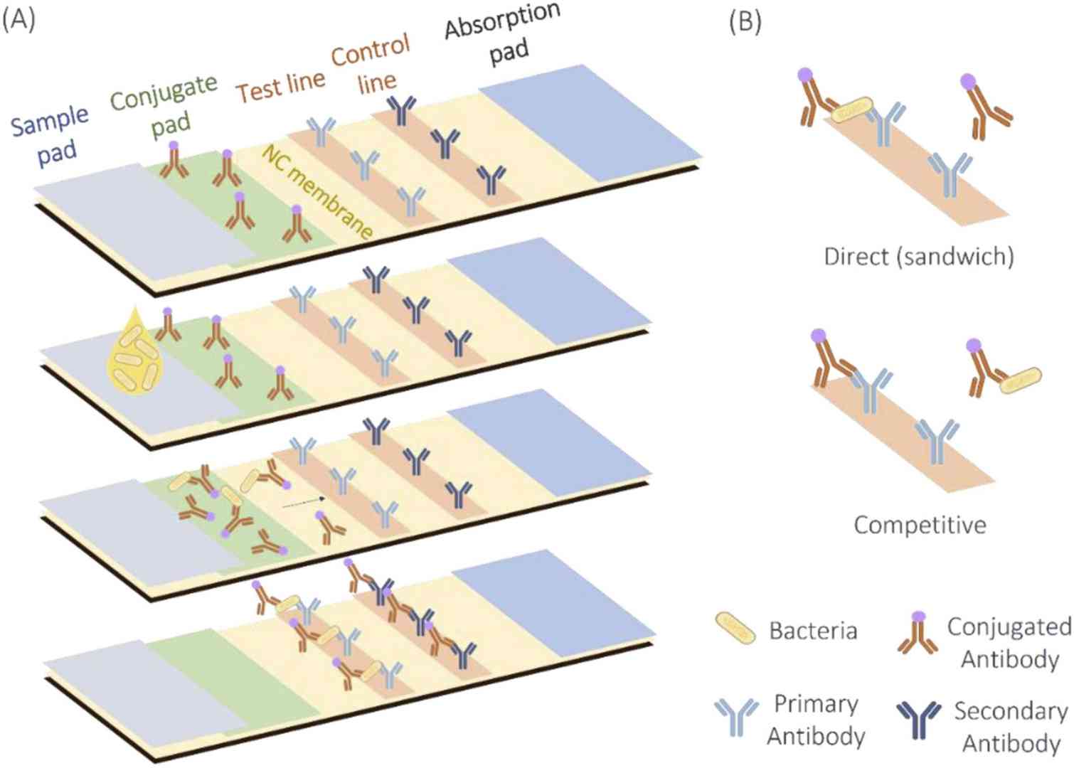 Lateral flow and membrane assay enzyme signal support