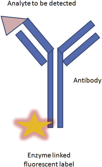 Components of enzyme immunoassay (Belorkar and Jogaiah, 2022)