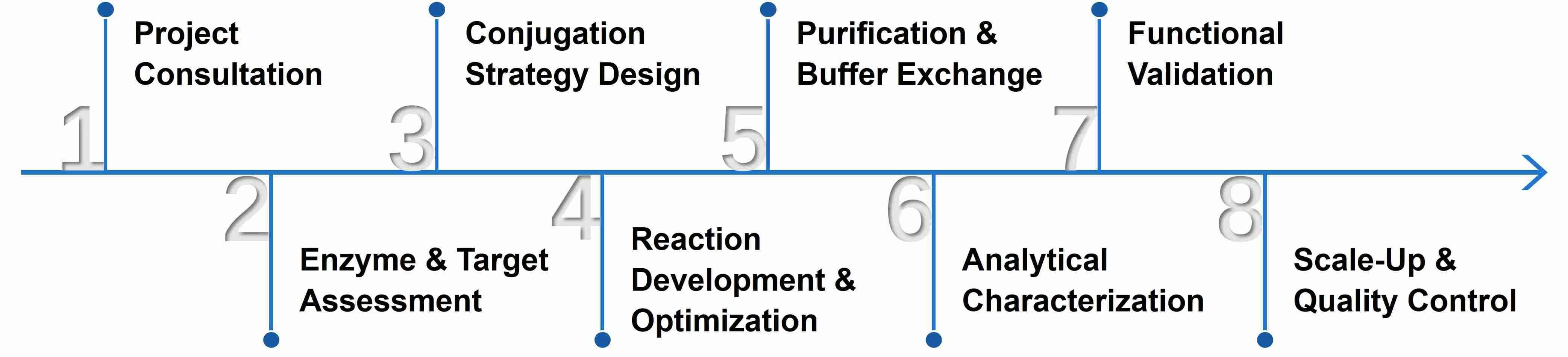 Typical workflow for enzyme conjugate development and optimization