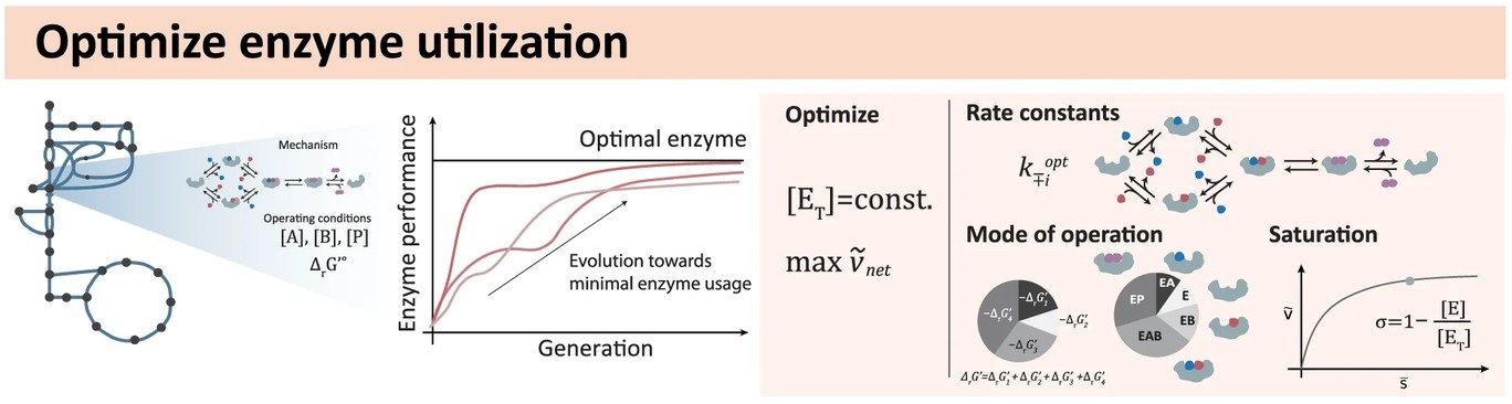 Optimal enzyme utilization suggests that concentrations and thermodynamics determine binding mechanisms and enzyme saturations