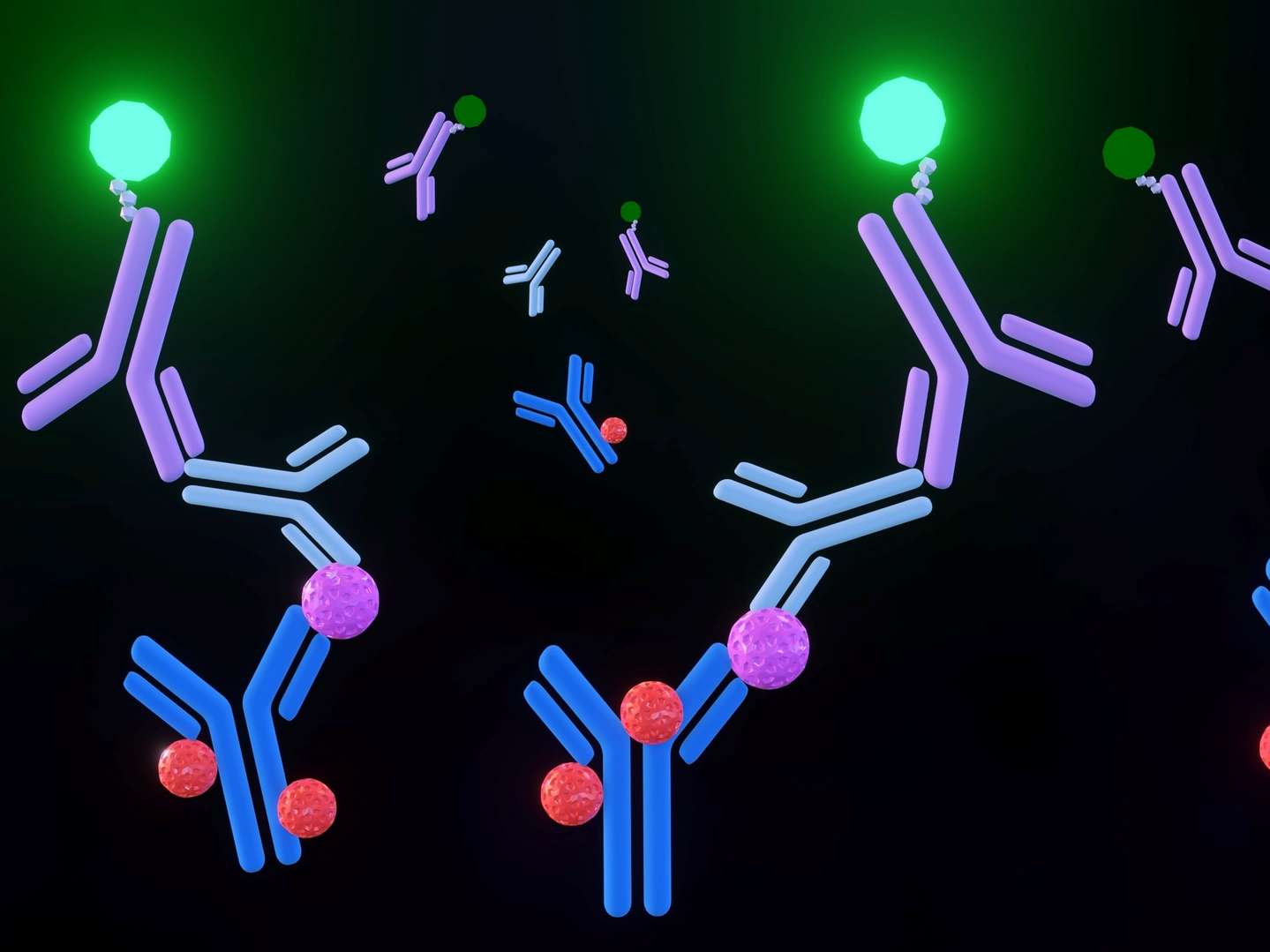 Enzyme-antibody Conjugates