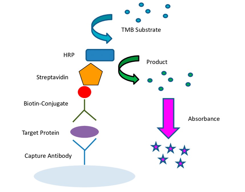 HRP/AP and Streptavidin-Enzyme Conjugates