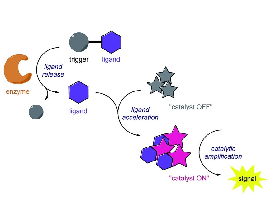 Enzyme Substrates and Signal Amplification Components