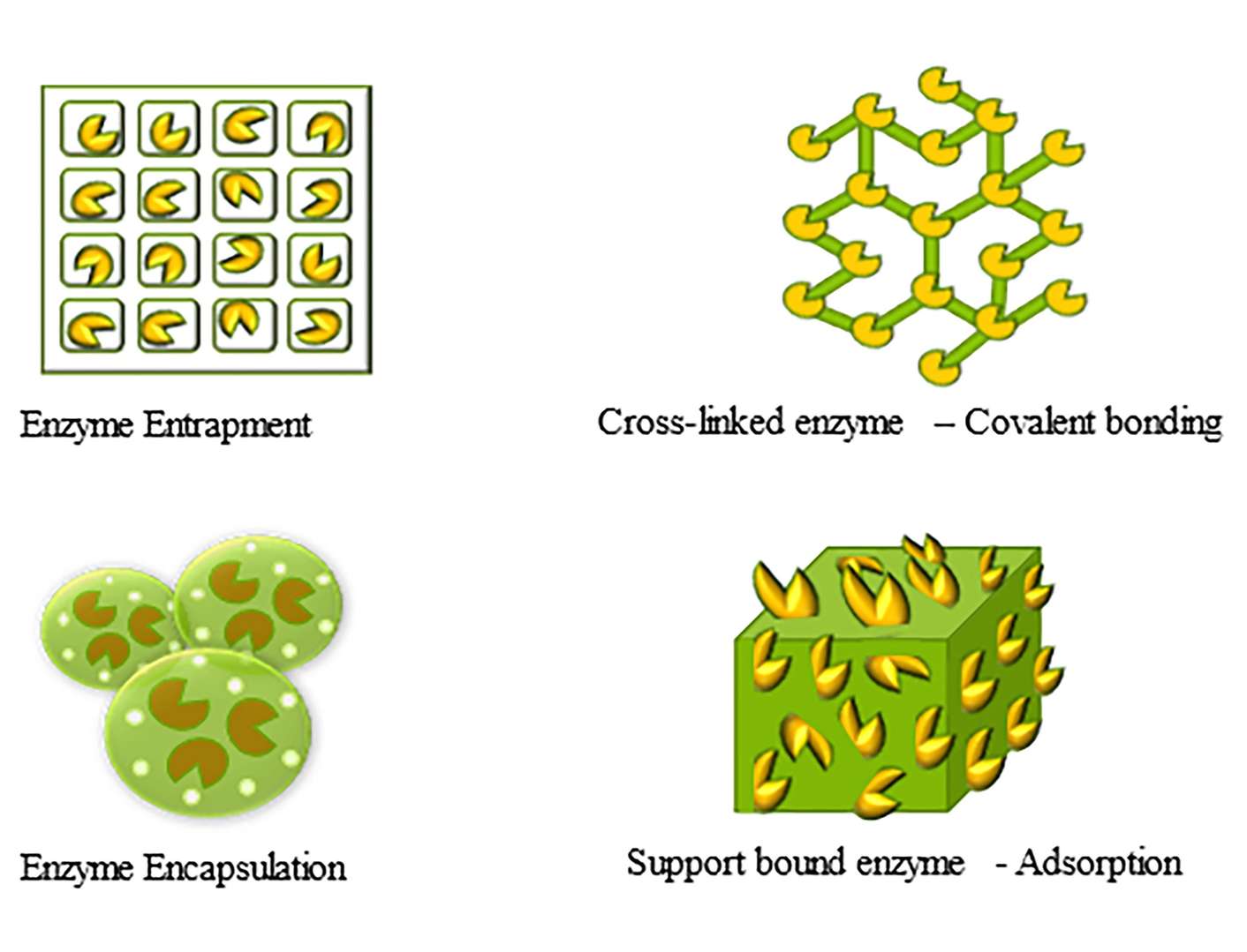 Immobilized Enzyme and Magnetic Bead Reagent Components