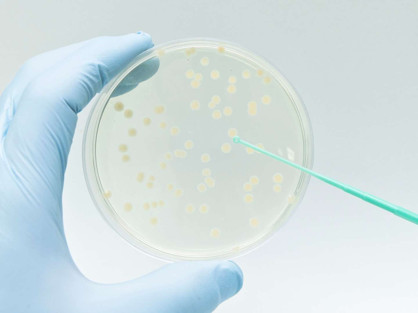 CRISPR Diagnostic Enzymes and Reagents
