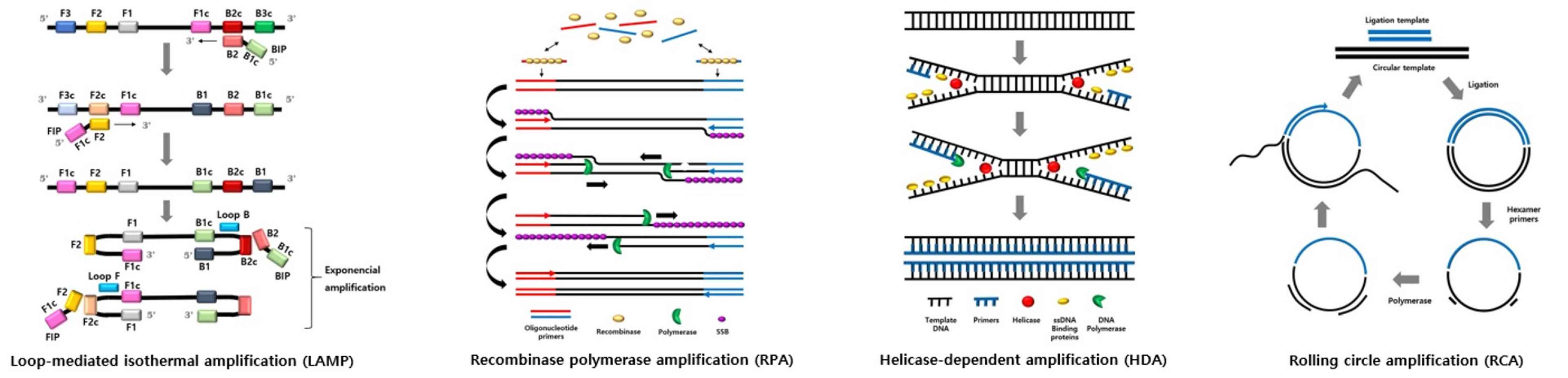 Mechanism comparison of LAMP RPA HDA and RCA