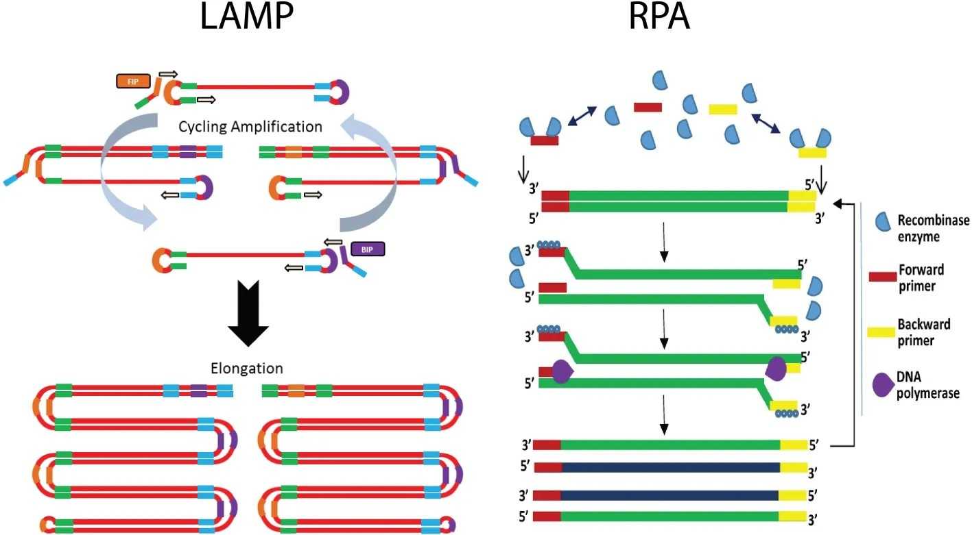 LAMP versus RPA decision framework for point-of-care diagnostics