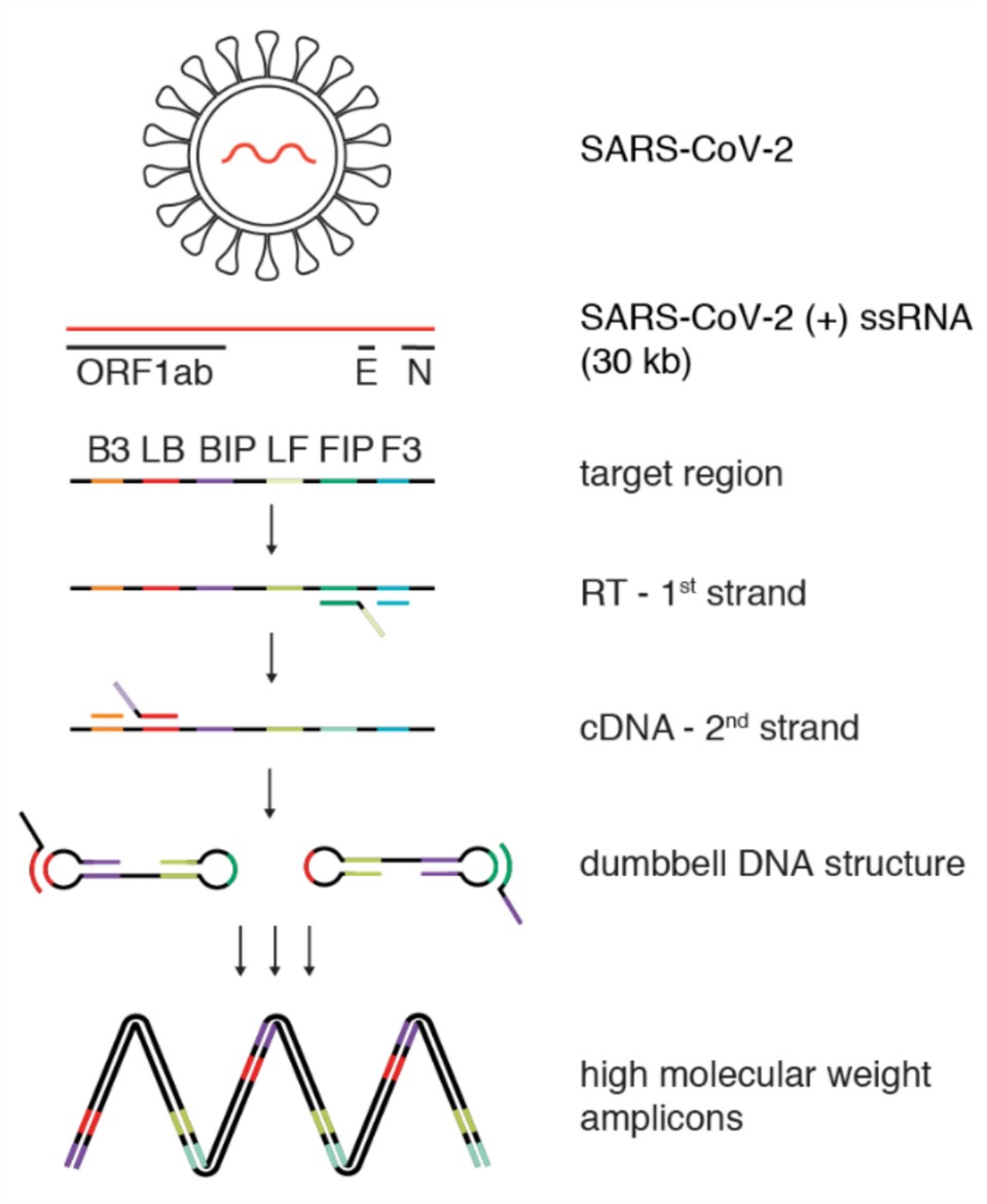 Reverse Transcription Loop-mediated Isothermal Amplification