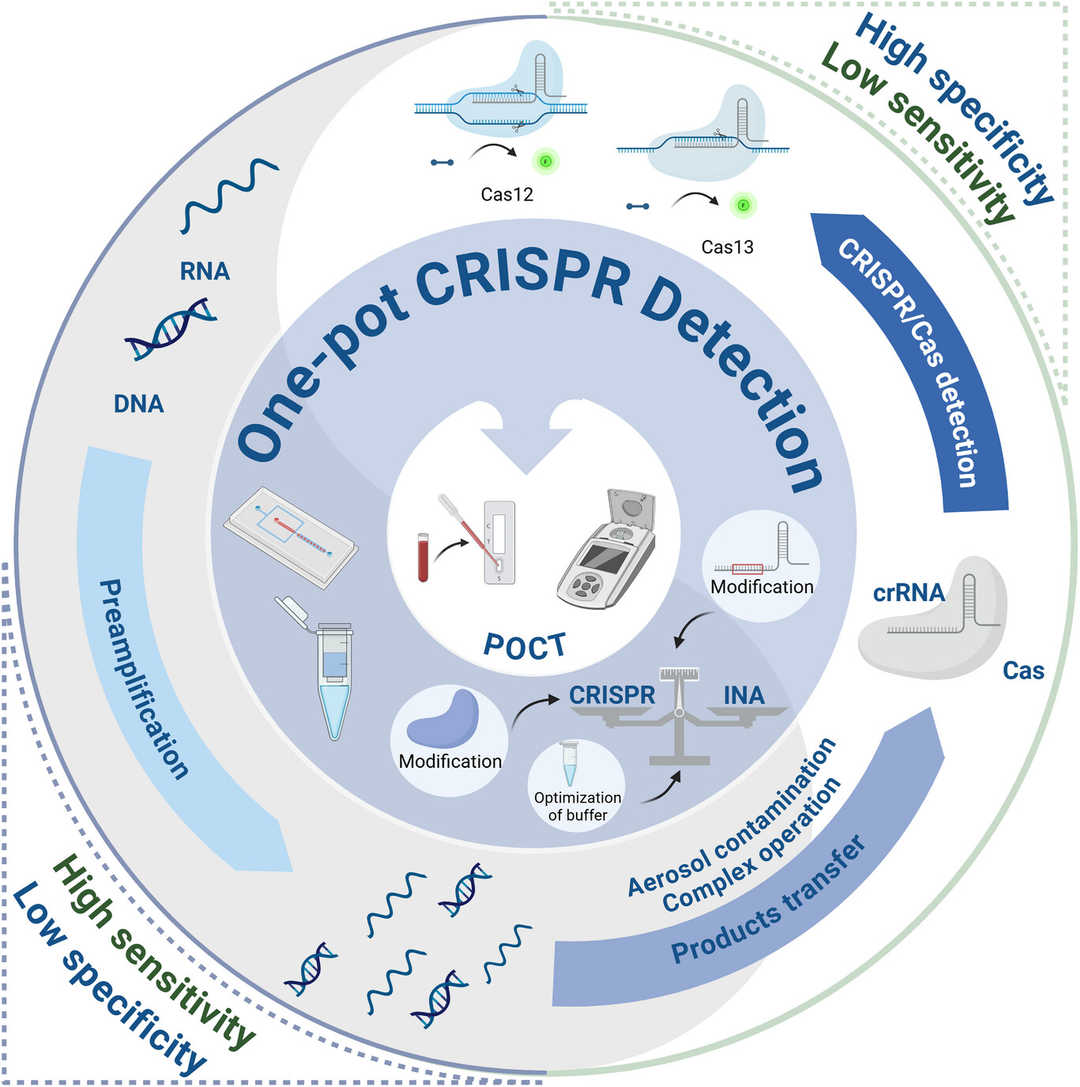 Architectures for one-pot isothermal amplification and CRISPR detection